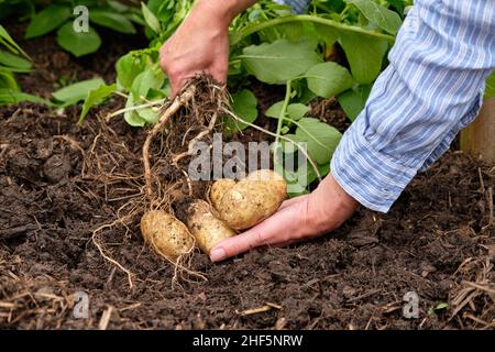 Une jardinière féminine qui lève les pommes de terre Charlotte New à partir d'un sol riche en matière organique dans un lit surélevé de potager. Banque D'Images