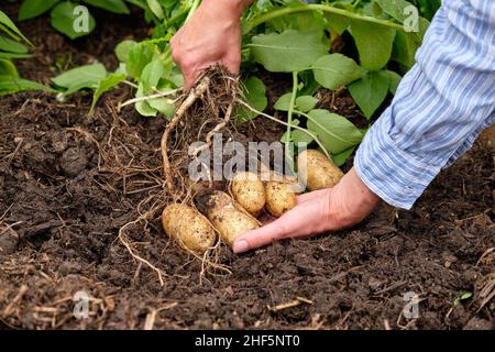 Une jardinière féminine qui lève les pommes de terre Charlotte New à partir d'un sol riche en matière organique dans un lit surélevé de potager. Banque D'Images