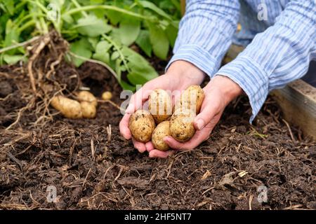 Une jardinière féminine tenant des pommes de terre Charlotte New fraîchement levées d'un sol riche en matière organique dans un jardin potager lit surélevé. Banque D'Images