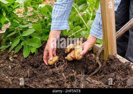 Une jardinière féminine qui lève les pommes de terre Charlotte New à partir d'un sol riche en matière organique dans un lit surélevé de potager. Banque D'Images