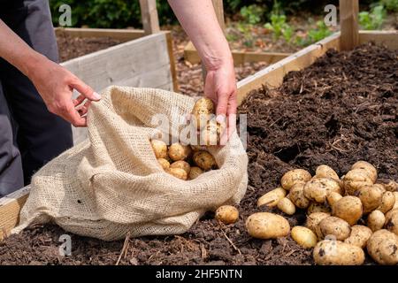 Une jardinière femelle remplissant un sac de pommes de terre hessienne avec des pommes de terre Charlotte New fraîchement levées provenant d'un lit surélevé de potager. Banque D'Images