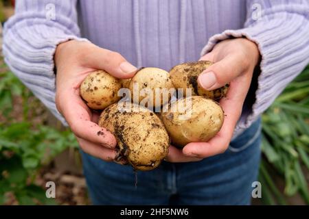 Une jardinière féminine tenant des pommes de terre Charlotte New fraîchement levées d'un sol riche en matière organique dans un jardin potager lit surélevé. Banque D'Images