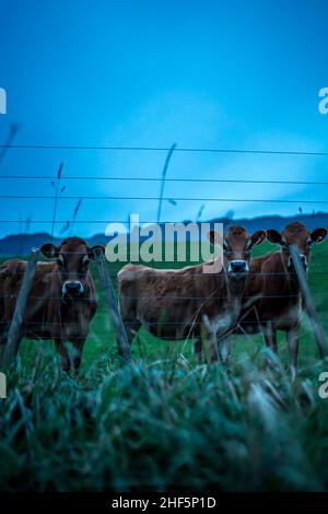 Vaches regardant à travers la clôture sur le bord de la route en Nouvelle-zélande Banque D'Images