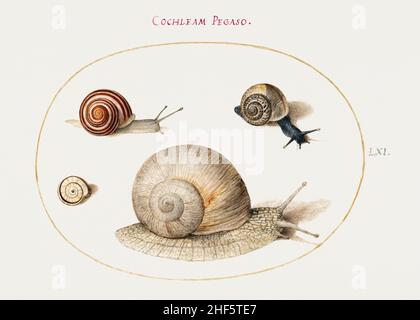 Quatre escargots peint par Joris Hoefnagel. Banque D'Images