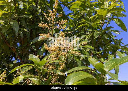 Les fleurs de l'arbre de mangue (Mangifera indica) Banque D'Images