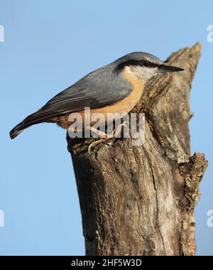 Nuthatch posant joliment sur une bûche au soleil Banque D'Images