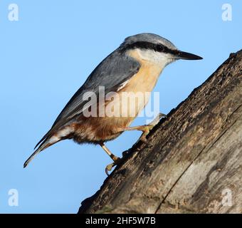 Nuthatch posant joliment sur une bûche au soleil Banque D'Images