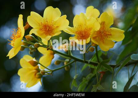 Les fleurs jaunes fleurissent brillamment devant la porte du temple à Ho Chi Minh ville Banque D'Images