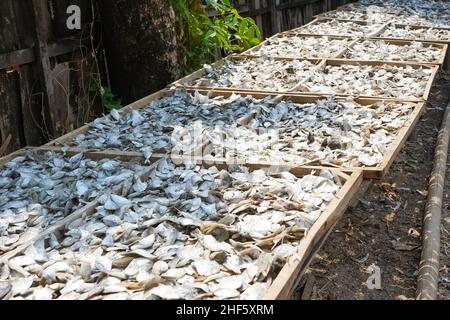 Poissons salés capturés par les pêcheurs locaux qui sont séchés au soleil pour qu'ils soient durables et peuvent durer longtemps, pas pourrir.Saler et sécher est Banque D'Images