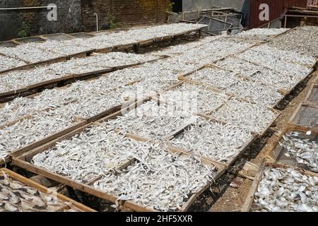 Poissons salés capturés par les pêcheurs locaux qui sont séchés au soleil pour qu'ils soient durables et peuvent durer longtemps, pas pourrir.Saler et sécher est Banque D'Images