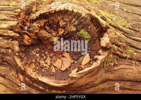 En regardant dans le trou laissé sur un tronc d'arbre de châtaignier mort, avec lichen, après qu'une branche a cassé et les débris de bois d'hiver ont rassemblé Banque D'Images