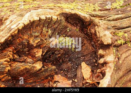 En regardant dans le trou laissé sur un tronc d'arbre de châtaignier mort, avec lichen, après qu'une branche a cassé et les débris de bois d'hiver ont rassemblé Banque D'Images