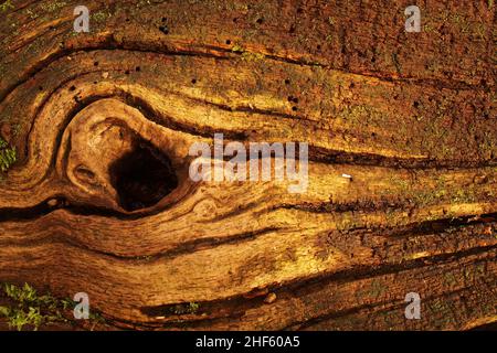 Un tronc de chêne mort tombé montrant un trou d'où une branche aurait grandi et cassé avec beaucoup de trous d'alésage d'insecte et de lichen Banque D'Images
