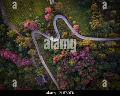 Chiang Mai, Thaïlande.14th janvier 2022.(NOTE DE LA RÉDACTION: Image prise avec un drone)vue aérienne du projet Khun Wang pendant l'éclosion annuelle des cerisiers en fleurs de l'Himalaya.Les touristes visitent le projet agricole royal Khun Wang à Chiang Mai pour observer l'épanouissement des cerisiers en fleurs de l'Himalaya.Cet événement naturel rare se produit pendant une courte période une fois par an près de Doi Inthana, la montagne avec le plus haut sommet en Thaïlande.Crédit : SOPA Images Limited/Alamy Live News Banque D'Images