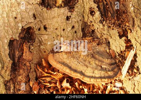 Un très vieux champignon de crochet au fond d'un ancien hêtre entouré par l'écorce d'arbre mort et des feuilles d'hiver dorées et tombées Banque D'Images