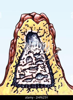 Schéma: À l'intérieur d'un termite, montrant comment les termites africains de Macrotermitinae poussent des champignons omajowa dans des chambres souterraines.Symbiose plante-animal. Banque D'Images