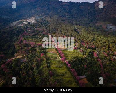 (NOTE DE LA RÉDACTION : image prise avec un drone)vue aérienne du projet Khun Wang lors de l’éclosion annuelle des cerisiers en fleurs de l’Himalaya.Les touristes visitent le projet agricole royal Khun Wang à Chiang Mai pour observer l'épanouissement des cerisiers en fleurs de l'Himalaya.Cet événement naturel rare se produit pendant une courte période une fois par an près de Doi Inthana, la montagne avec le plus haut sommet en Thaïlande.(Photo de Matt Hunt / SOPA Images / Sipa USA) Banque D'Images