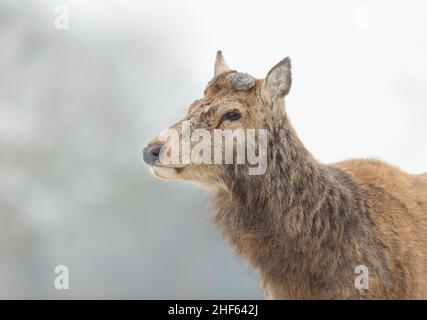 Gros plan sur un cerf-Rouge ayant récemment versé ses bois, au Royaume-Uni. Banque D'Images