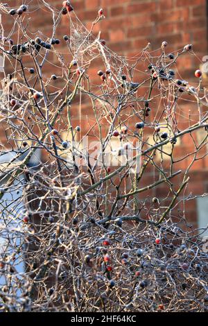 Le gel et le gel couvraient les toiles d'araignée sur un arbre avec des baies rouges le matin froid en hiver Banque D'Images