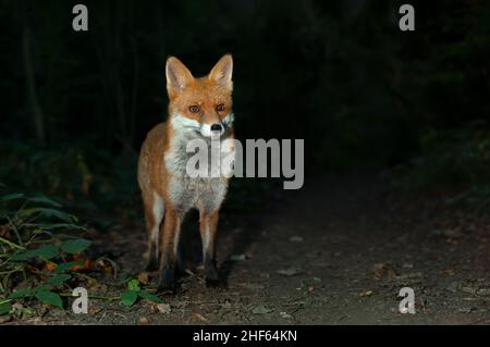 Gros plan d'un renard roux (Vulpes vulpes) dans la forêt la nuit, au Royaume-Uni. Banque D'Images