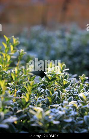 Gel sur les feuilles de la boîte de couverture en hiver avec la lumière du soleil commençant à fondre la glace - foyer sélectif avec faible profondeur de champ Banque D'Images