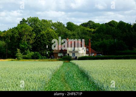 Champ de blé jeune au début de l'été et la maison publique George & Dragon à Tudeley sur Five Oak Green Road entre Tudeley et Capel, Kent, Angleterre Banque D'Images