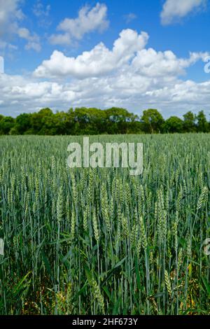 Champ de blé jeune au début de l'été entre Capel et Tudeley, Kent, Angleterre Banque D'Images