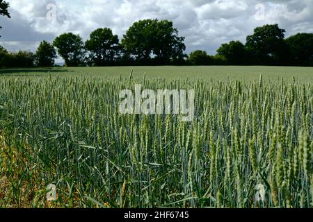 Champ de blé jeune au début de l'été entre Capel et Tudeley, Kent, Angleterre Banque D'Images