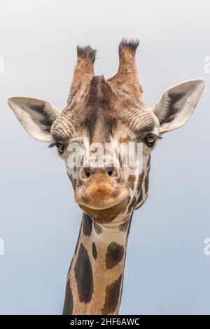 La girafe (Giraffa), genre de mammifères ongulés africains à bout égal.Nom latin camelopardalis reticulata, tête en vue rapprochée. Banque D'Images