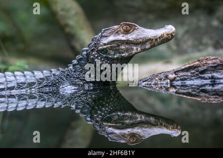 Réflexion du caiman spectaculaire - Caiman crocodilus dans l'eau. Banque D'Images