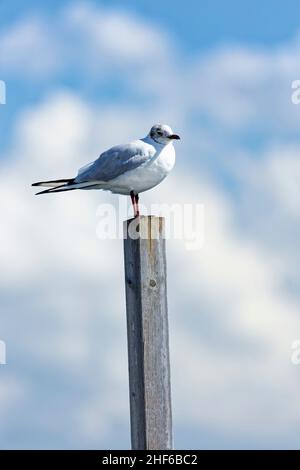 Un mouette se trouve sur un dauphin Banque D'Images