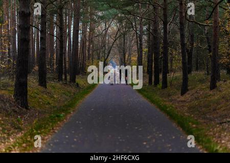 Allemagne, Brandebourg, Luckenwalde, mari avec femme et enfants, pédalez sur une piste cyclable dans la forêt en automne Banque D'Images