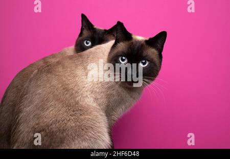 Deux Chats Assis Dos A Dos Et Jusqu A La Photo Stock Alamy