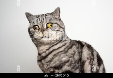 tabby argent britannique shorthair chat aveugle dans un oeil blessé regardant la caméra choqué ou peur sur fond blanc avec espace de copie Banque D'Images