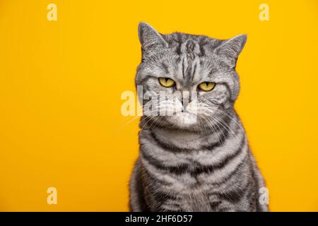 argent tabby britannique shorthair chat portrait à l'aspect sérieux ou en colère sur fond jaune avec espace de copie Banque D'Images