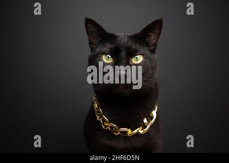 portrait de chat noir frais habillé avec une chaîne d'or regardant l'appareil photo sur fond noir Banque D'Images