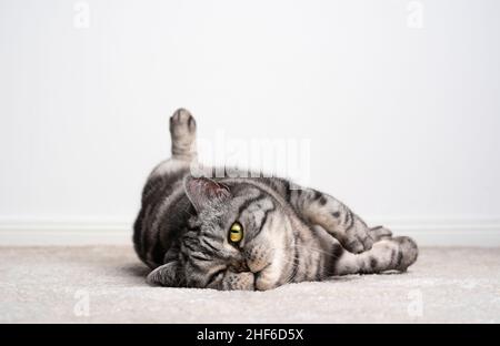 paresseux argent tabby british shorthair chat couché sur le côté sur la moquette regardant la caméra sur fond blanc avec l'espace de copie Banque D'Images