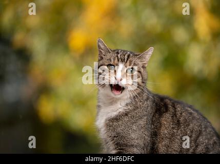 vieux tabby blanc chat mémoirant portrait en plein air en automne Banque D'Images