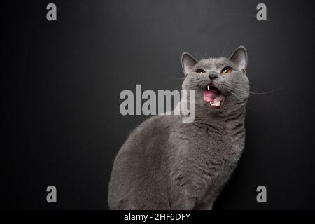 mignon petit chat anglais affamé avec la bouche ouvert licking lèvres regardant vers le haut de l'espace de copie sur fond noir Banque D'Images