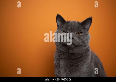 british shorthair bleu chat faisant face drôle regardant en colère ou suspect portrait sur fond orange avec espace de copie Banque D'Images