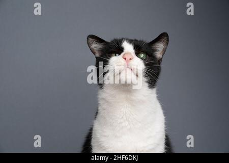 curieux portrait de chat handicapé. noir et blanc sauvé kitty aveugle dans un oeil regardant l'appareil photo sur fond gris avec espace de copie Banque D'Images