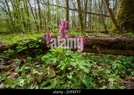 Branche larve creuse, Corydalis cava, forêt alluviale, printemps, Kinzig,Erlensee, Hanau, Hesse, Allemagne Banque D'Images