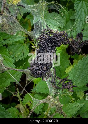 Papillon de paon Caterpillar Banque D'Images