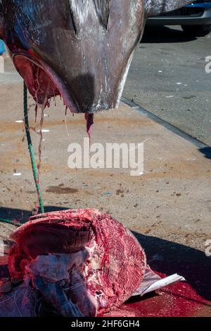 La tête d'un thon rouge de l'Atlantique accrochée à une poulie sur le pont d'un quai.La tête du poisson est enlevée à l'aide d'une grande scie. Banque D'Images