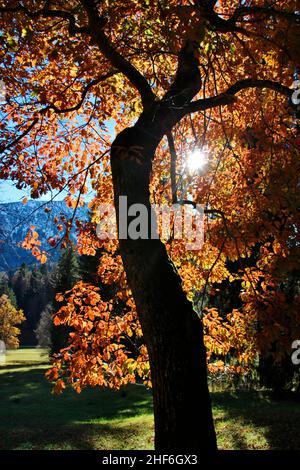 Chêne, arbre à feuilles caduques, rétro-éclairage, dans le parc du château de Linderhof, municipalité de l'Ettal, Ammertal, Alpes d'Ammergau, haute-Bavière,Bavière, Allemagne Banque D'Images