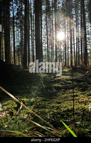 Randonnée d'automne près de Krün, forêt sur Barmsee, la mousse dans la forêt est illuminée par le soleil, le rétroéclairage, le feu arrière, feu arrière, Europe, Allemagne,Bavière, haute-Bavière, Werdenfels, automne, paysage forestier avec jeu du soleil Banque D'Images