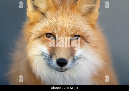 Un gros plan de la tête d'un jeune renard roux sauvage qui se dirige vers l'avant avec des yeux perçant.L'animal a des oreilles pointues, un museau noir et une fourrure rouge moelleuse. Banque D'Images