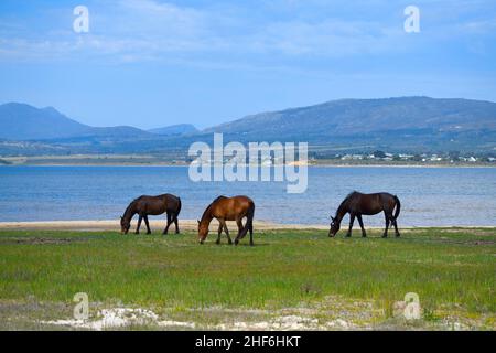 Chevaux sauvages de la réserve naturelle de Rooisand, lagune de la rivière Bot, Cap occidental, Afrique du Sud. Banque D'Images