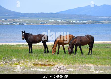 Chevaux sauvages de la réserve naturelle de Rooisand, lagune de la rivière Bot, Cap occidental, Afrique du Sud. Banque D'Images