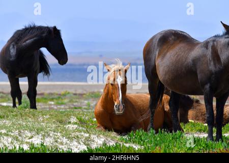 Chevaux sauvages de la réserve naturelle de Rooisand, lagune de la rivière Bot, Cap occidental, Afrique du Sud. Banque D'Images